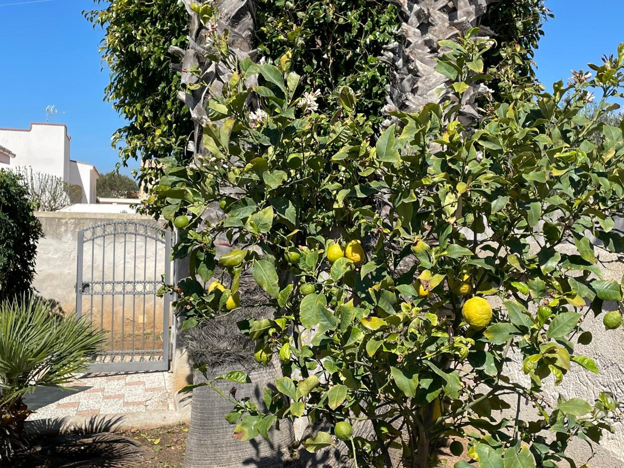 Villa Silvana مازارا ديل فالو المظهر الخارجي الصورة